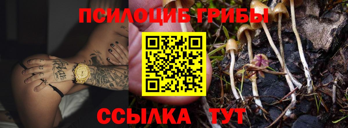 Галлюциногенные грибы Psilocybe Сухой Лог